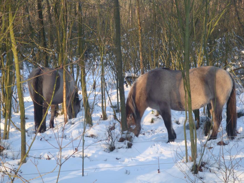 B&B De Grote Plaats Hoogstraten Bagian luar foto
